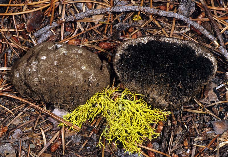 Sedecula pulvinata